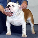 bulldog ou bouledogue anglais : CH Bestevaer V.H. Slaghek